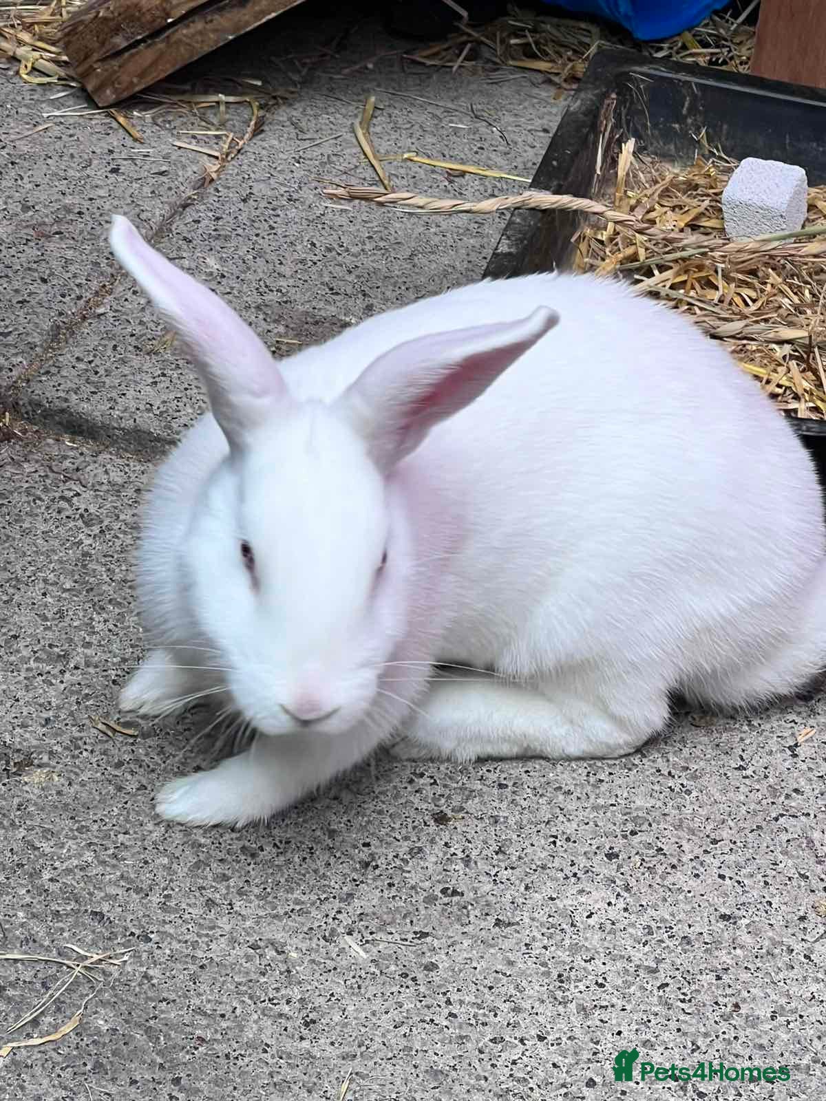New Zealand rabbits Friendly New Zealand White Pure Breed Male Rabbit - Advert 1