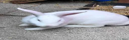New Zealand rabbits for sale: Friendly New Zealand White Pure Breed Male Rabbit in Harrow - Advert 1