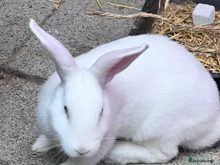 New Zealand rabbits Friendly New Zealand White Pure Breed Male Rabbit - Advert 2