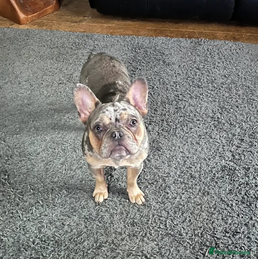 French Bulldog dogs for sale: French Bulldog Female Blue Merle Rare, Green Eyes  - Advert 5