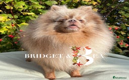 Pomeranian dogs for sale: Lilac & tan Merle boy - Image 3