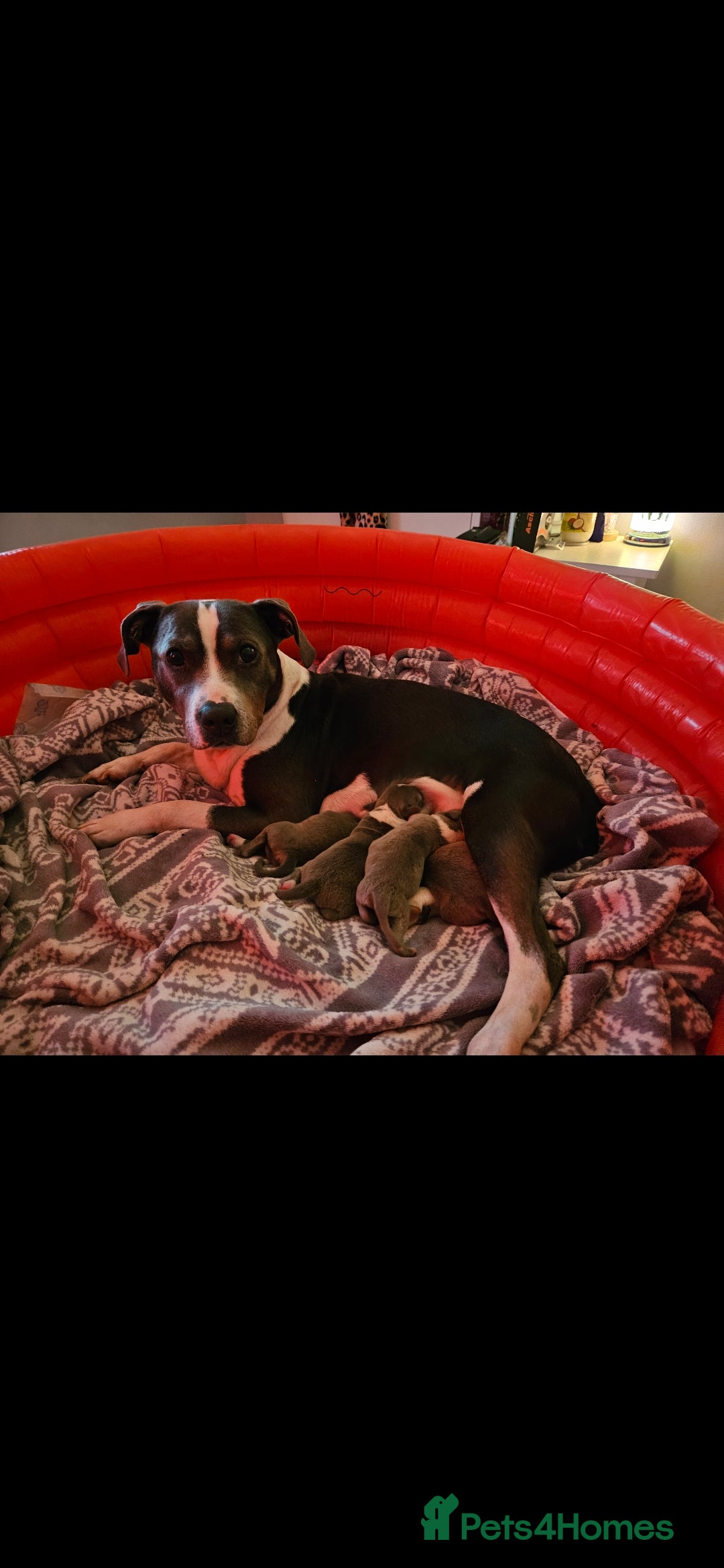 Staffordshire Bull Terrier dogs for sale: Staffy Puppies. Exceptional Temperament. - Advert 1
