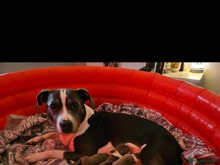 Staffordshire Bull Terrier dogs Staffy Puppies. Exceptional Temperament. - Advert 1