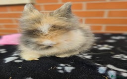 Lionhead rabbits for sale: Double Maned Lionhead  - Image 9