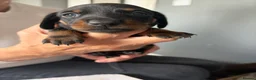 Miniature Dachshund dogs for sale: Miniature Dachshund for sale! - Advert 13