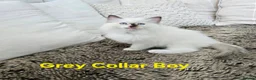 Ragdoll cats for sale: Adorable Ragdoll kittens looking for loving homes! - Advert 22