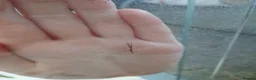 Stick Insects invertebrates for sale: Indian stick insects - Advert 3
