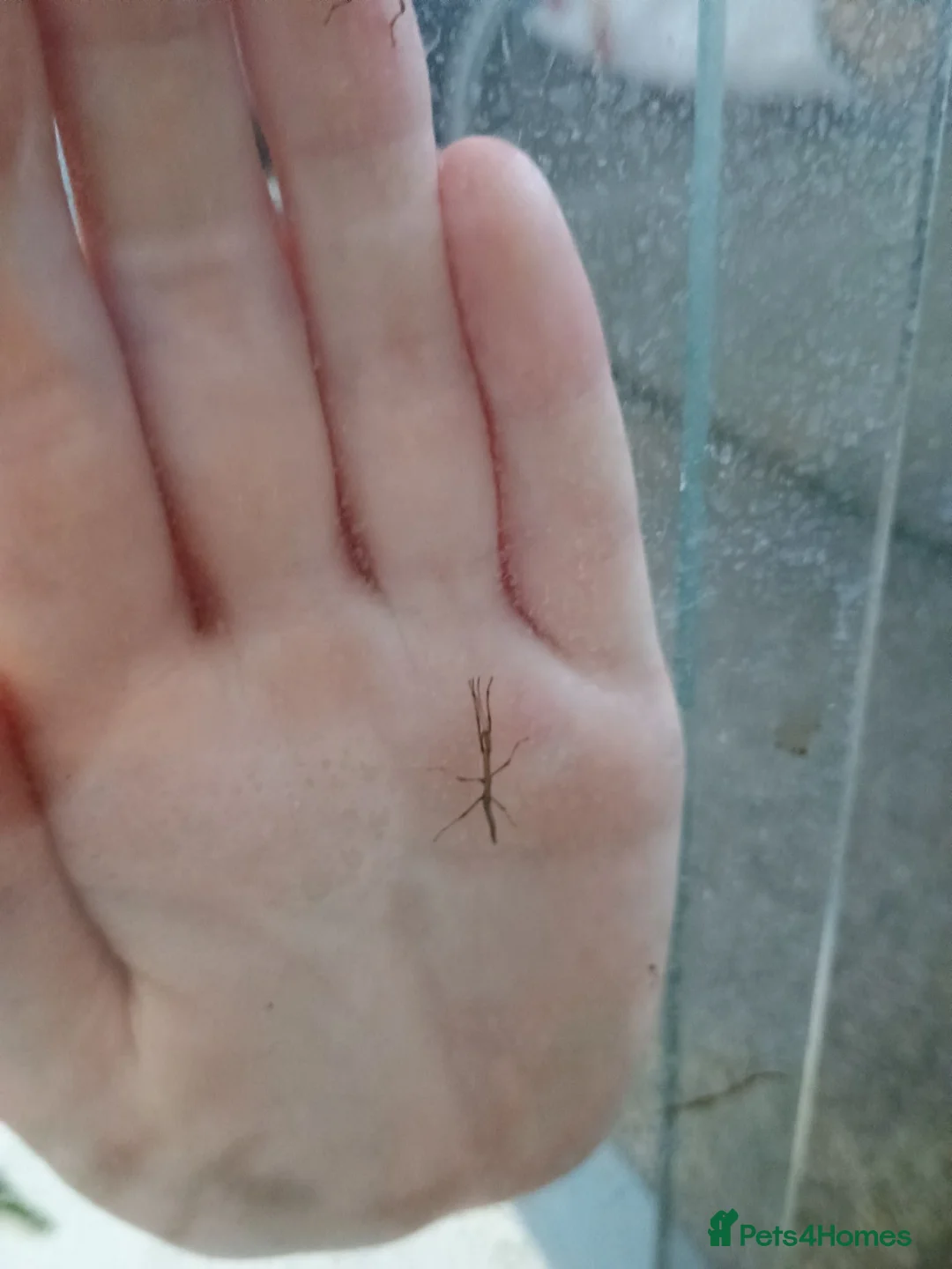 Stick Insects invertebrates for sale: Indian stick insects - Advert 3