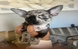 Chihuahua dogs for sale: Beautiful black merle boy left dwkc - Image 3