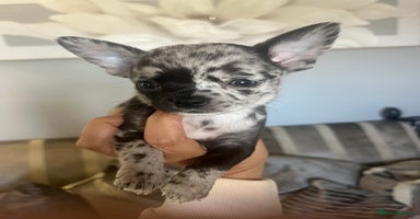 Chihuahua dogs - Advert 1