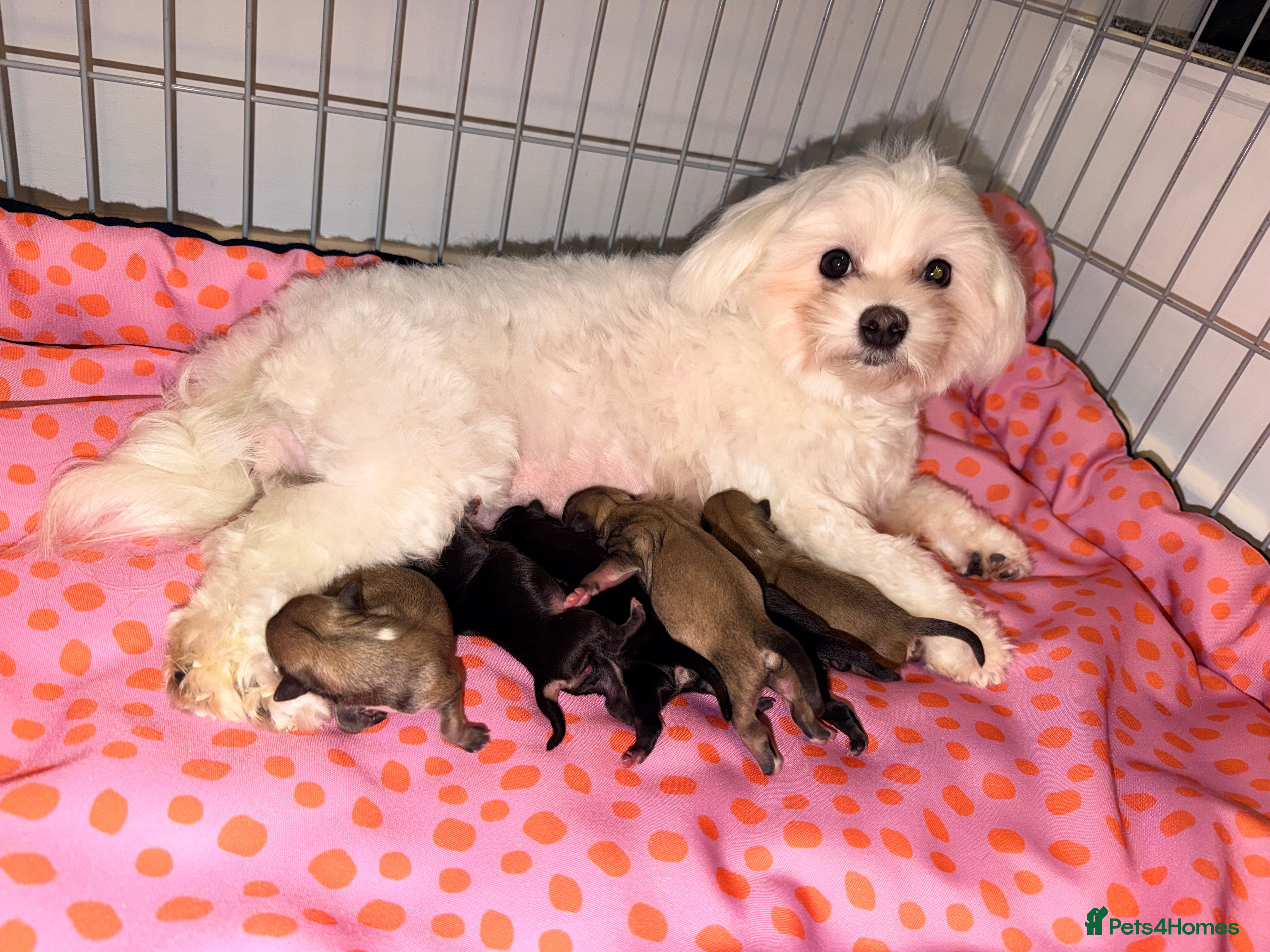 Mixed Breed dogs Malchi babies  - Advert 4