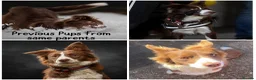 Border Collie dogs for sale: KC Registered 7 Red & White Border Collie Pups  - Advert 13