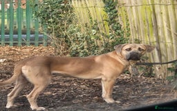 Cane Corso dogs for sale: Class Corsos  - Advert 2