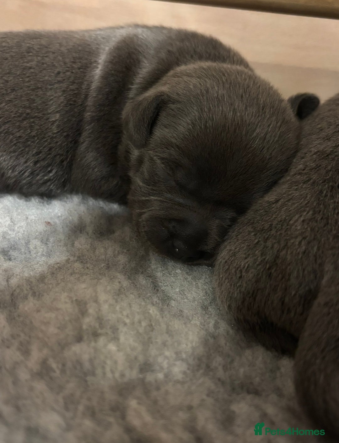 Staffordshire Bull Terrier dogs for sale: 10 Blue BULLSCAFF Staffordshire bull terriers  - Advert 1