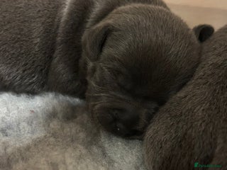 Staffordshire Bull Terrier dogs 10 Blue BULLSCAFF Staffordshire bull terriers - Advert 1