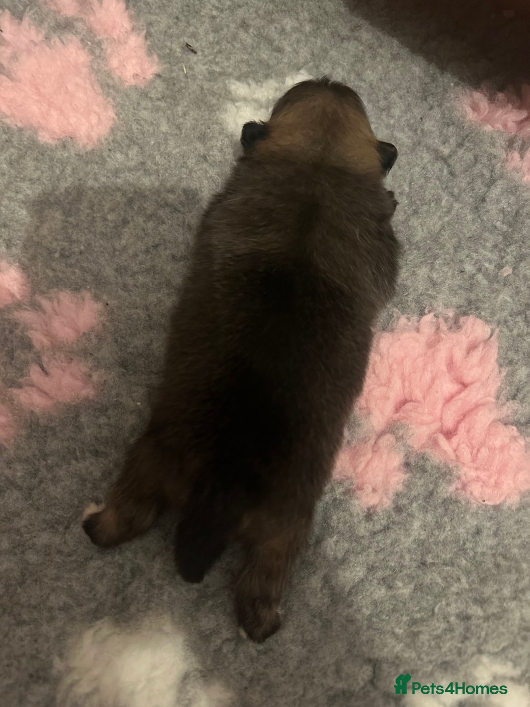 Pomeranian dogs for sale: Pomeranian puppy’s for sale - Advert 16