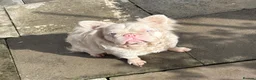 French Bulldog dogs for stud: Pink Fluffy French Bulldog  - Advert 1