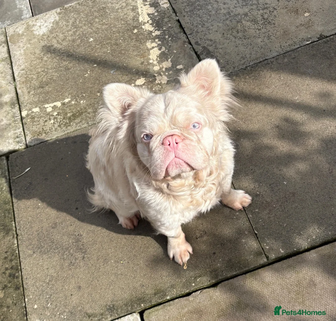 French Bulldog dogs for stud: Pink Fluffy French Bulldog  - Advert 1