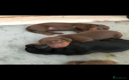 Miniature Dachshund dogs for sale: 1 Boy & 1 Girl Tan Pedigree Miniature Puppies - Image 10