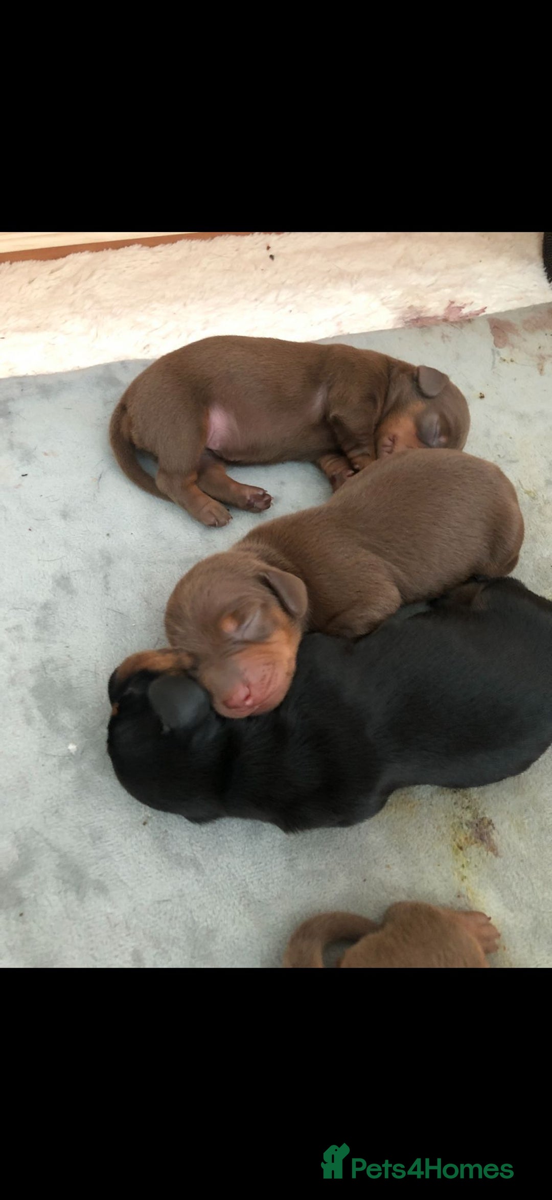 Miniature Dachshund dogs for sale: 1 Boy & 1 Girl Tan Pedigree Miniature Puppies - Image 10
