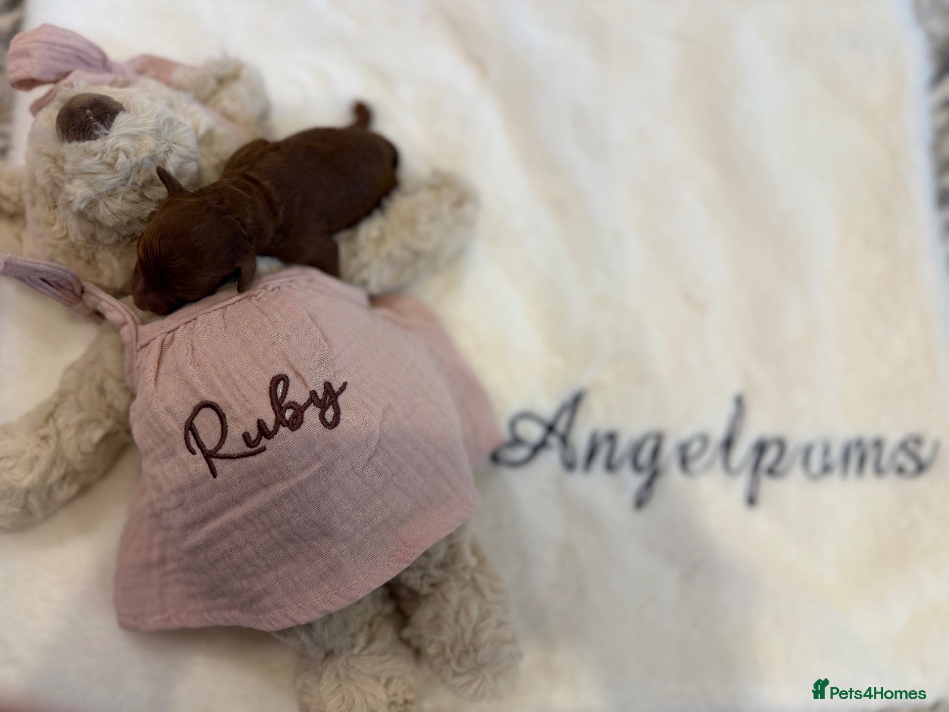 Toy Poodle dogs Asian x toy poodle  - Advert 23
