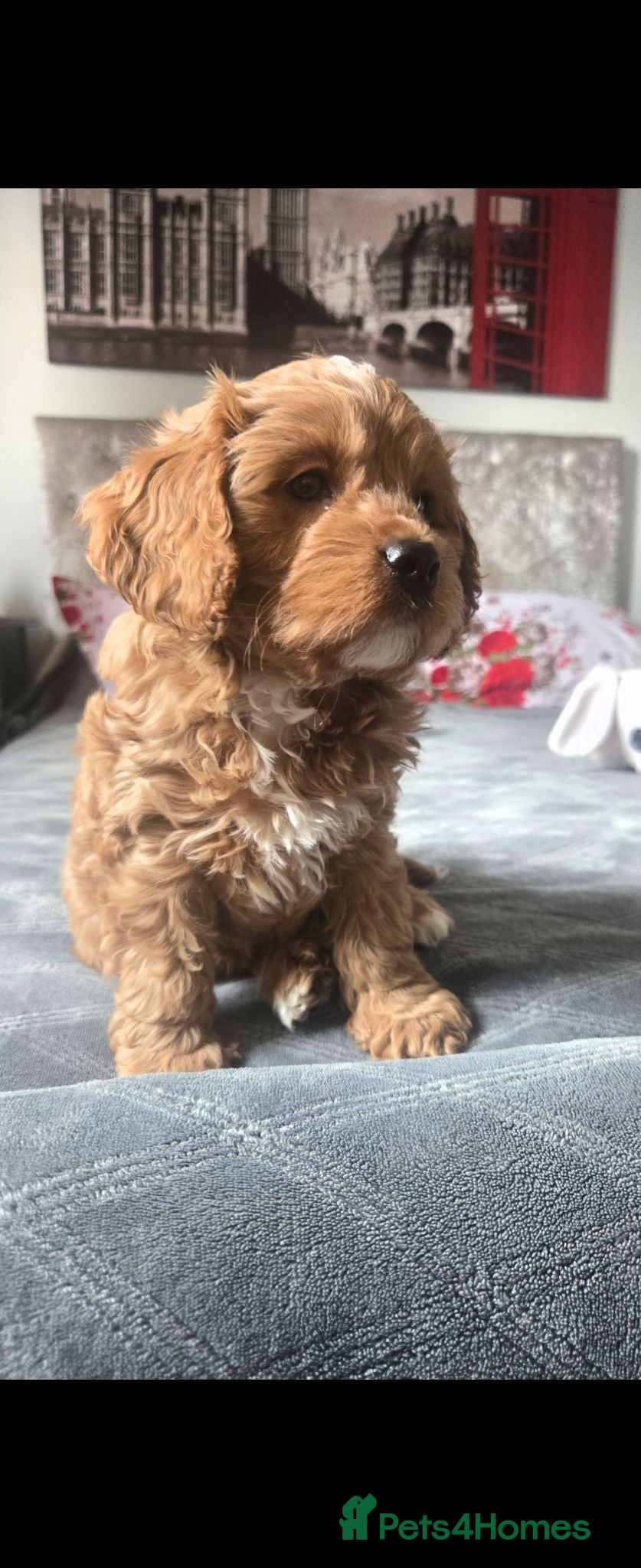 Cavapoo dogs F1 Cavapoo puppies  - Advert 1