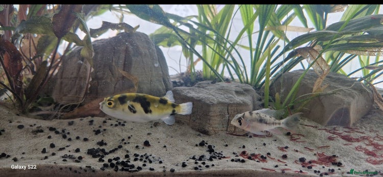 Pufferfish fish in Sutton - Advert 7