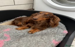 Dachshund dogs for sale: KC Long Haired Miniature Dachshund Puppies - Image 7