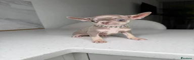 Chihuahua 1