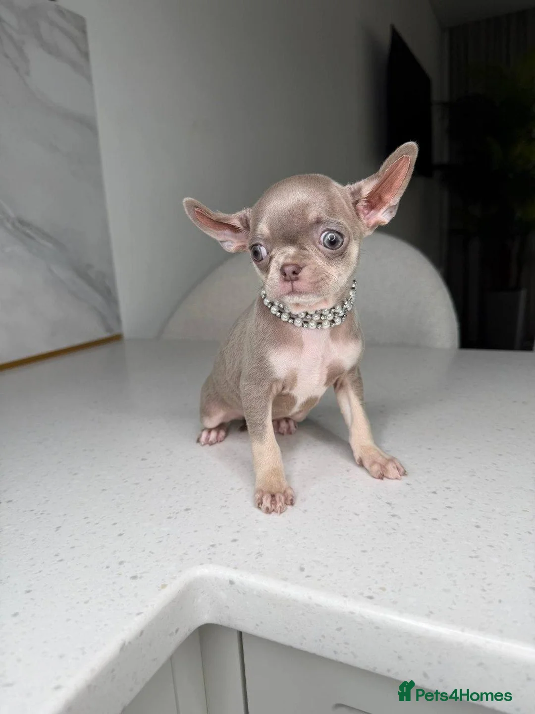 Chihuahua dogs for sale: Six Tiny Stars  Adorable Chihuahua Puppies Ready in London - Advert 8