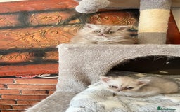 Persian cats for sale: Persian kitten ready to go - Image 32