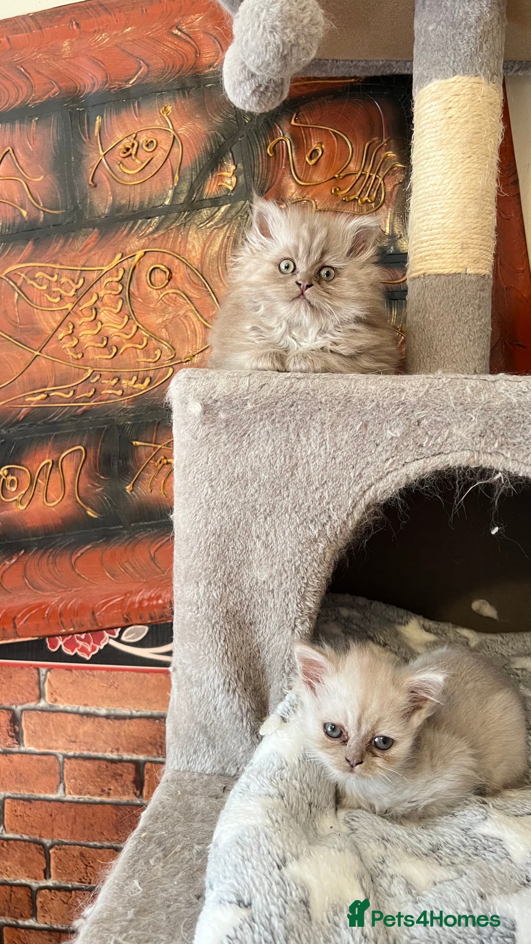 Persian cats for sale: Persian kitten ready to go - Image 32