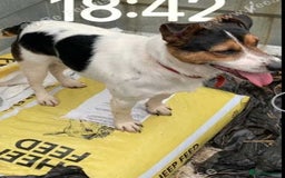Mixed Breed dogs for sale: Gorgeous dachshund cross male puppy - Image 4