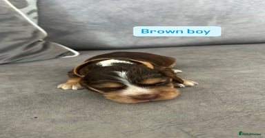 Cocker Spaniel dogs - Advert 12