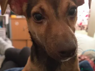 Jack Russell dogs Dobby is still looking for his forever home - Advert 1