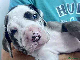 Great Dane dogs Stunning KC Great Dane puppies - Advert 4