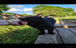 Mixed Breed cats for sale: Stunning Black Male Cat - Image 4