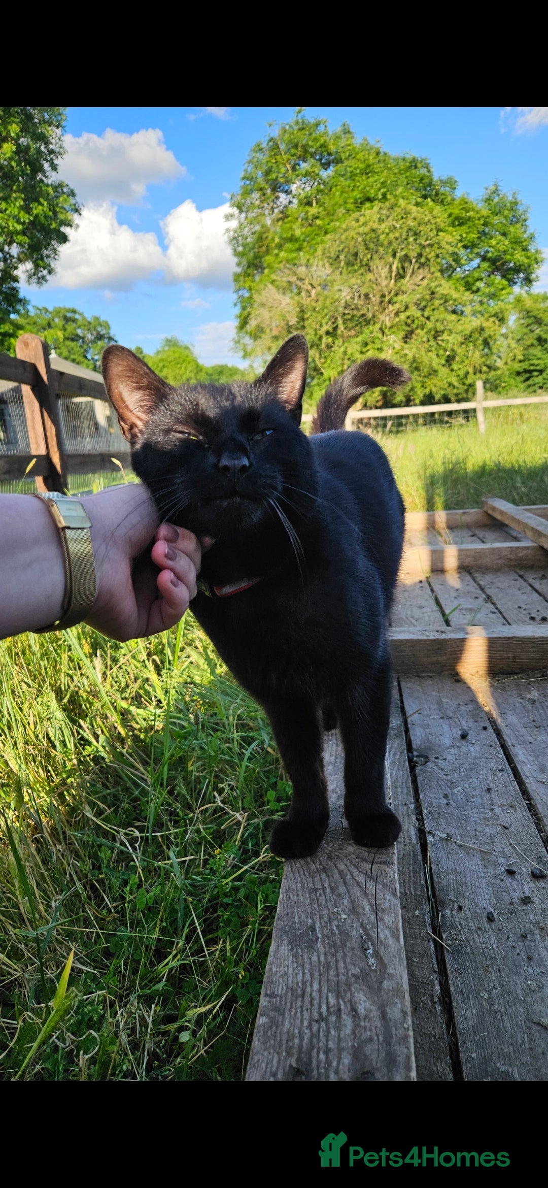 Mixed Breed cats for sale: Stunning Black Male Cat - Image 4
