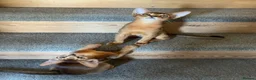 Abyssinian cats for sale: TICA 5* pedigree Abyssinian Kittens  - Advert 13
