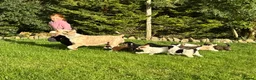Bernedoodle dogs for sale: Outstanding Bernedoodle F1bs - Advert 2