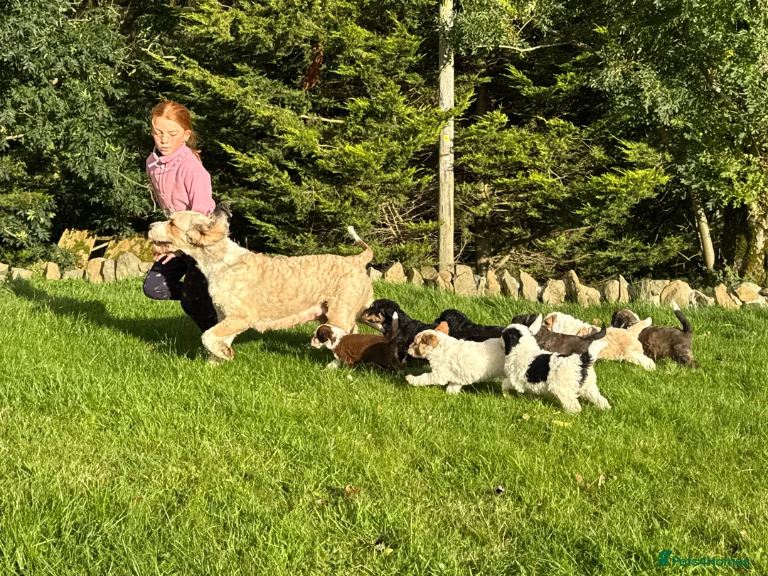 Bernedoodle dogs for sale: Outstanding Bernedoodle F1bs - Advert 2