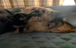 Chorkie dogs for sale: Chorkie babies  - Image 14