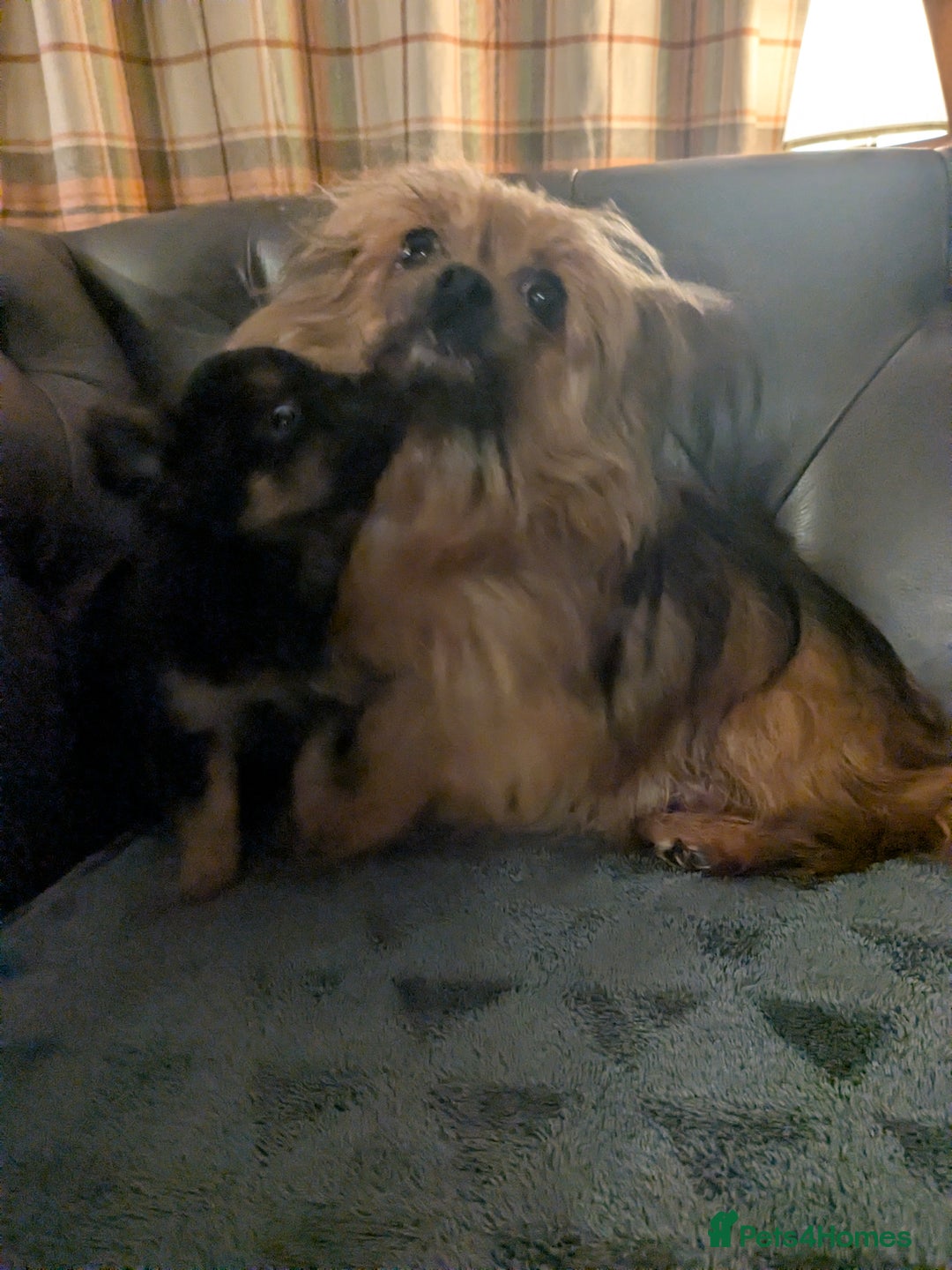 Chorkie dogs for sale: Chorkie babies  - Image 14