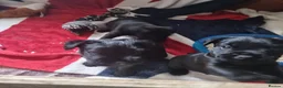 Patterdale Terrier dogs for sale: Patterdale puppy's  - Advert 5