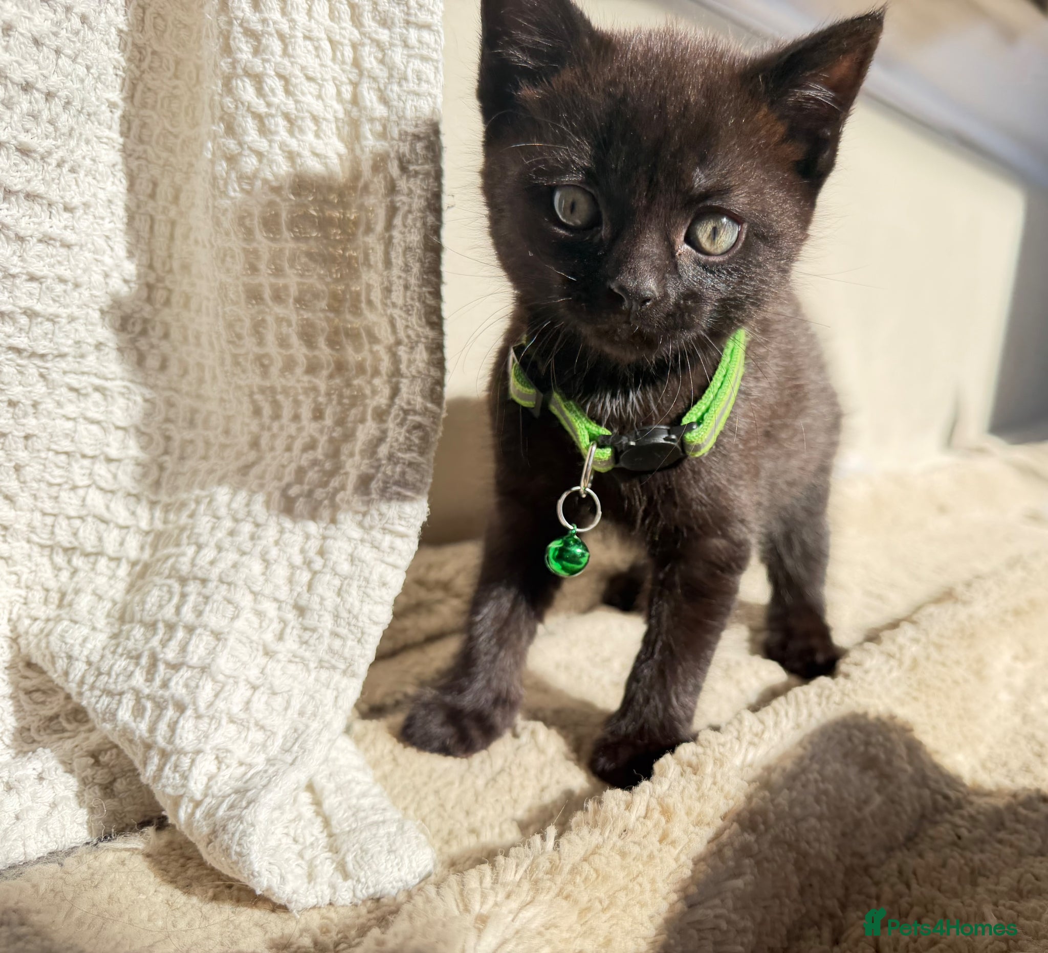 Russian Blue cats for sale: Half Russian Blue Kittens - Advert 6
