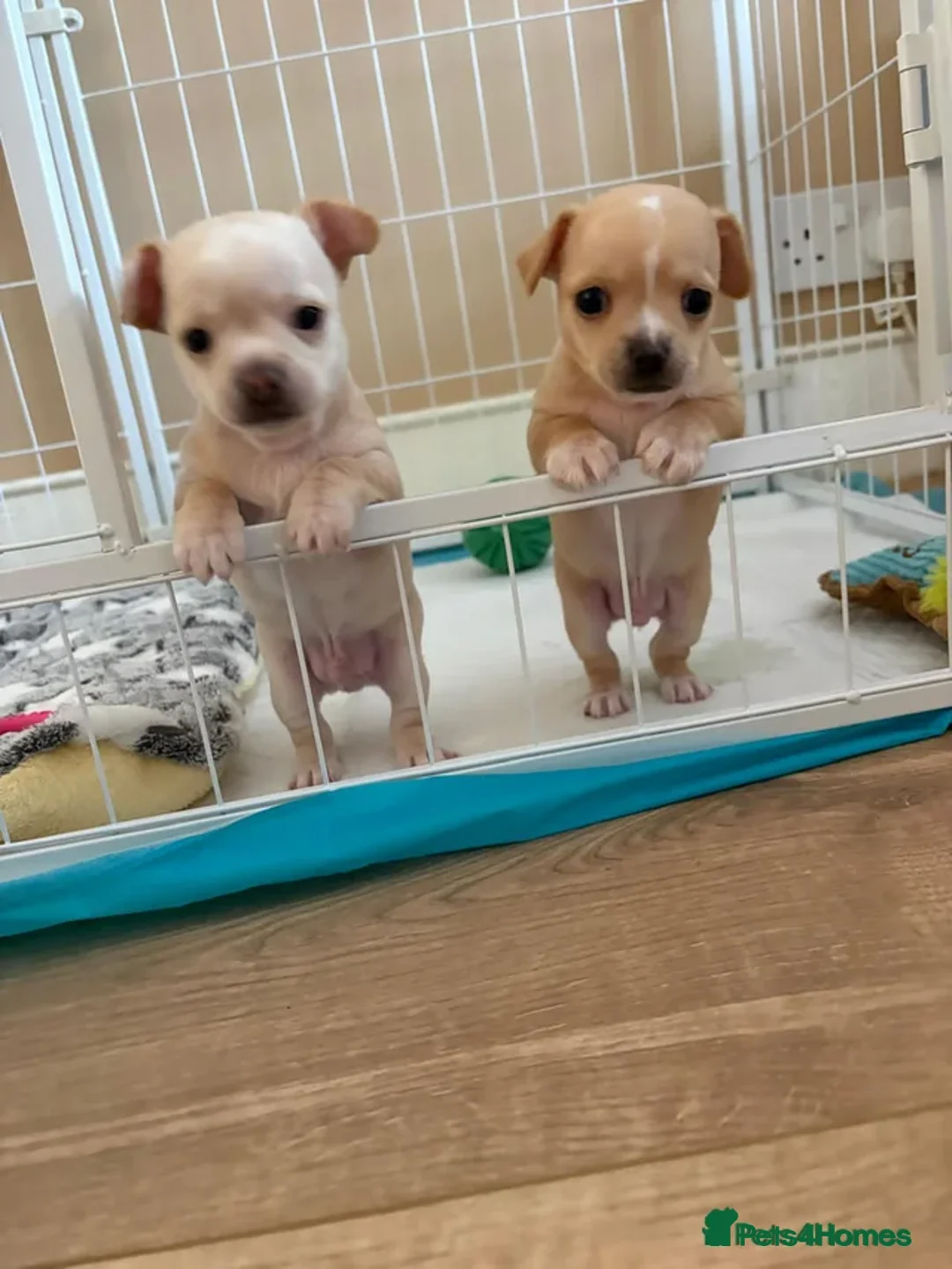 Chihuahua dogs for sale: One boy chihuahua left in London - Advert 2