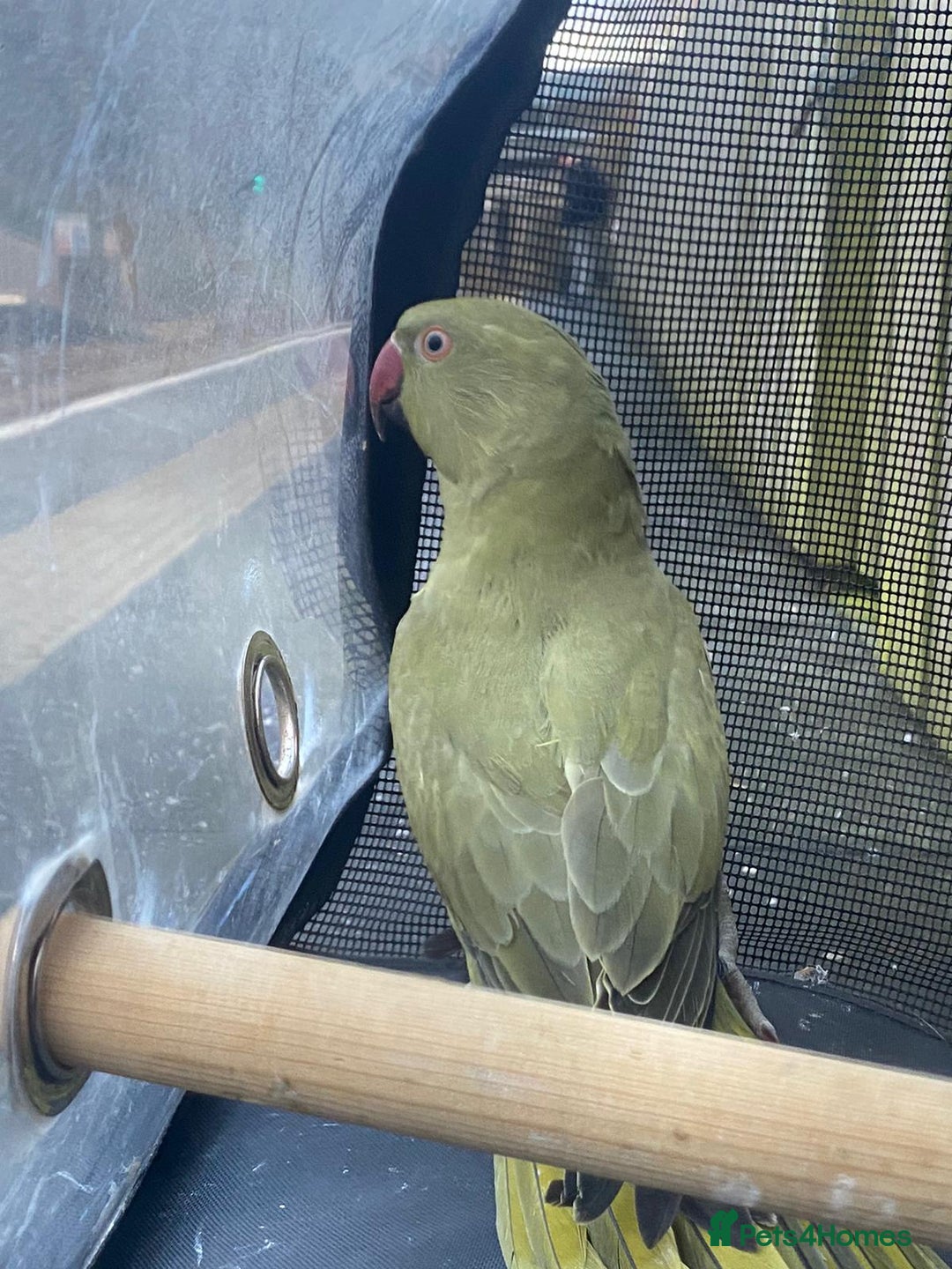 Ringnecks birds for sale: Ringneck for sale - Advert 3