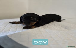 Dachshund dogs for sale: Beautiful dachshund babies  - Image 19