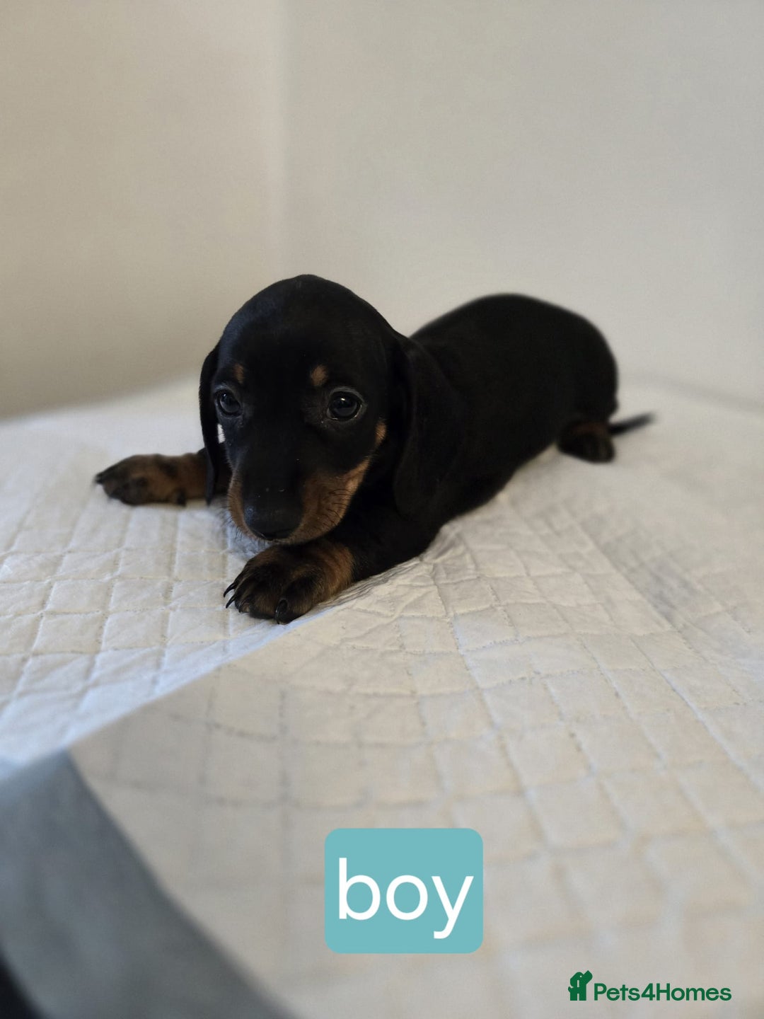 Dachshund dogs for sale: Beautiful dachshund babies  - Image 19