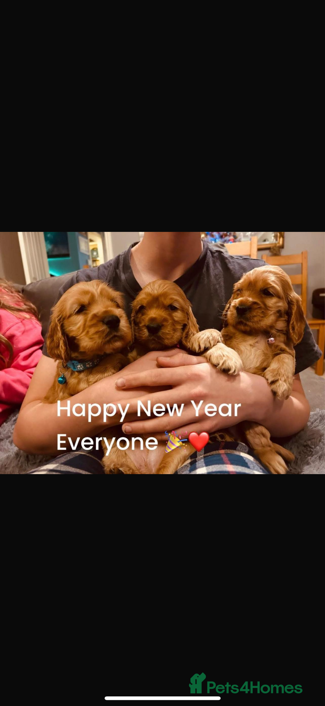 Cocker Spaniel dogs for stud: PROVEN Golden Show type Cocker spaniel STUD in Swindon - Image 16